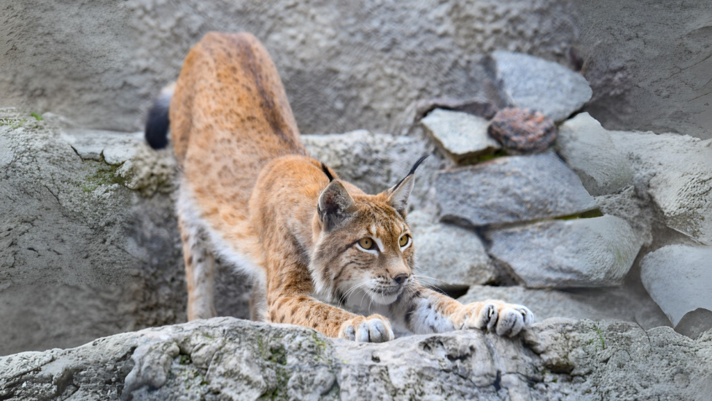 Eurasian Lynx 