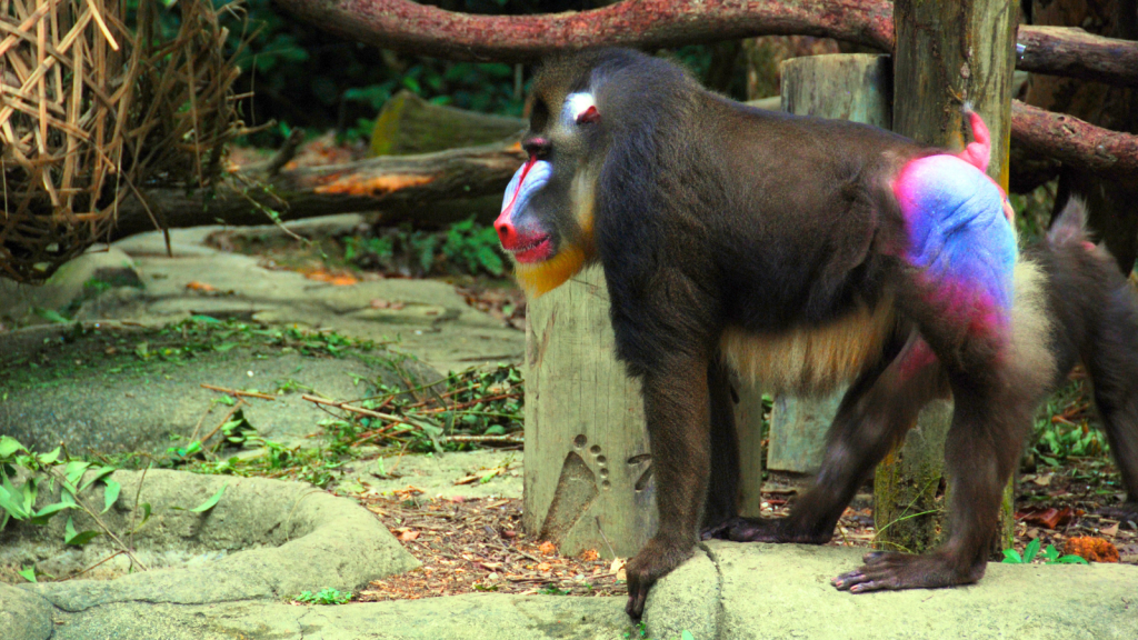 Mandrill