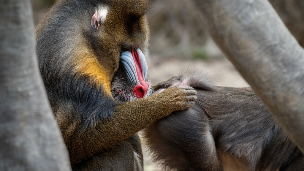 Mandrills