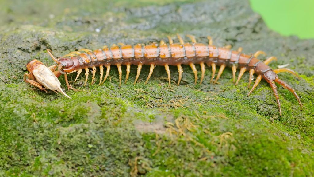 Amazonian Giant Centipede