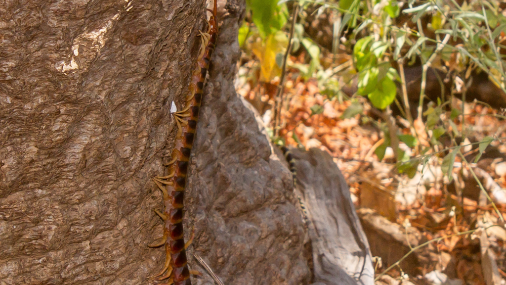 Amazonian Giant Centipede