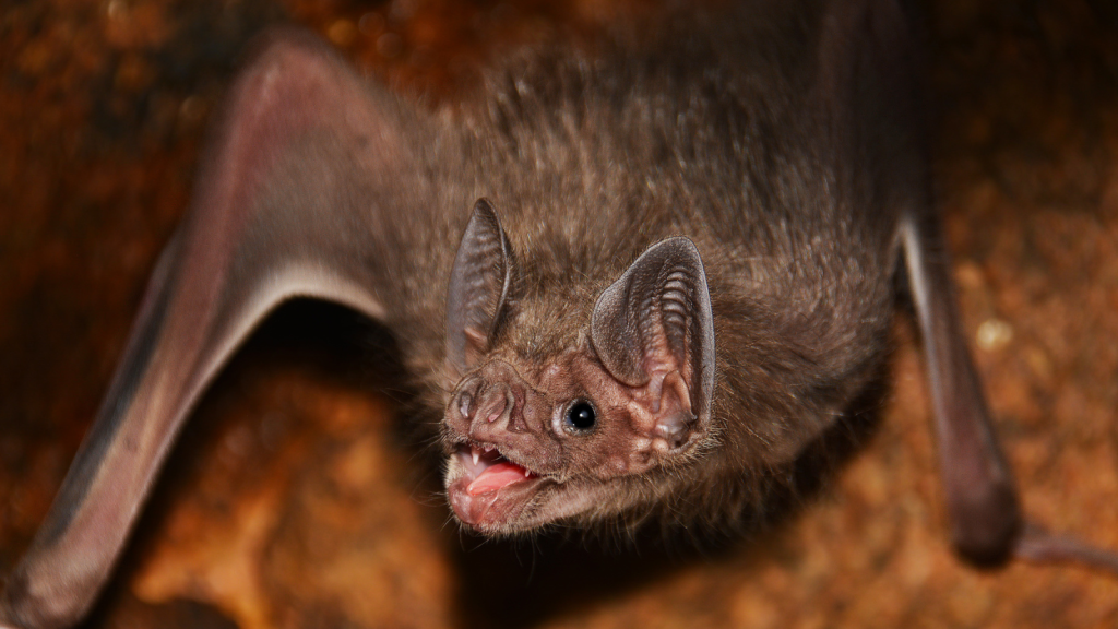 15 Little-Known Facts About the Vampire Bat