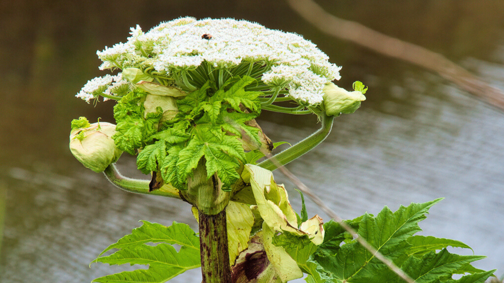 Giant Hogweed