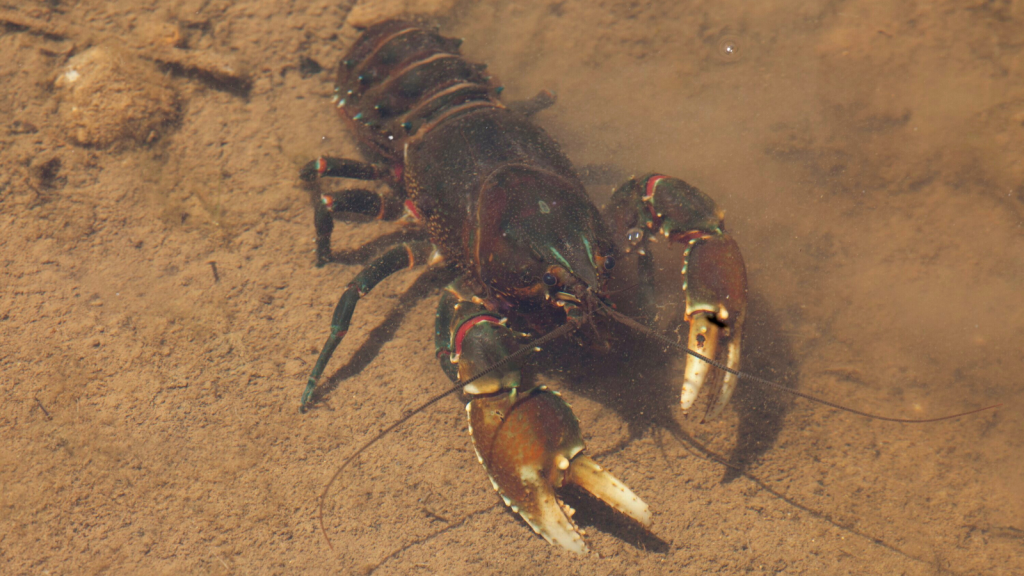 Freshwater Crayfish