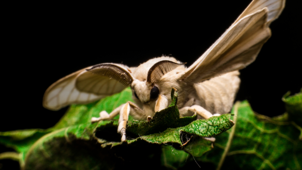 Venezuelan Poodle Moth | 16 Bizarrely Beautiful Animals You Won't Believe Aren't Fantasy