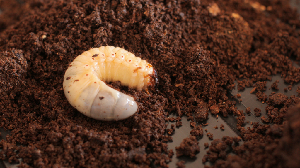 Rhinoceros Beetle Larva