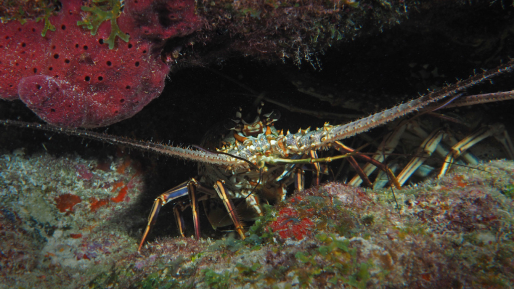 Caribbean Spiny Lobster