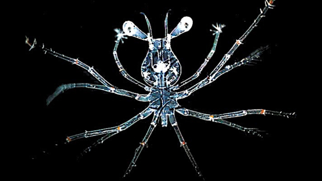 Spiny Lobster Larvae