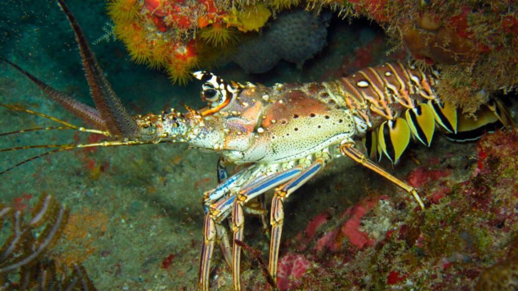 Caribbean Spiny Lobster