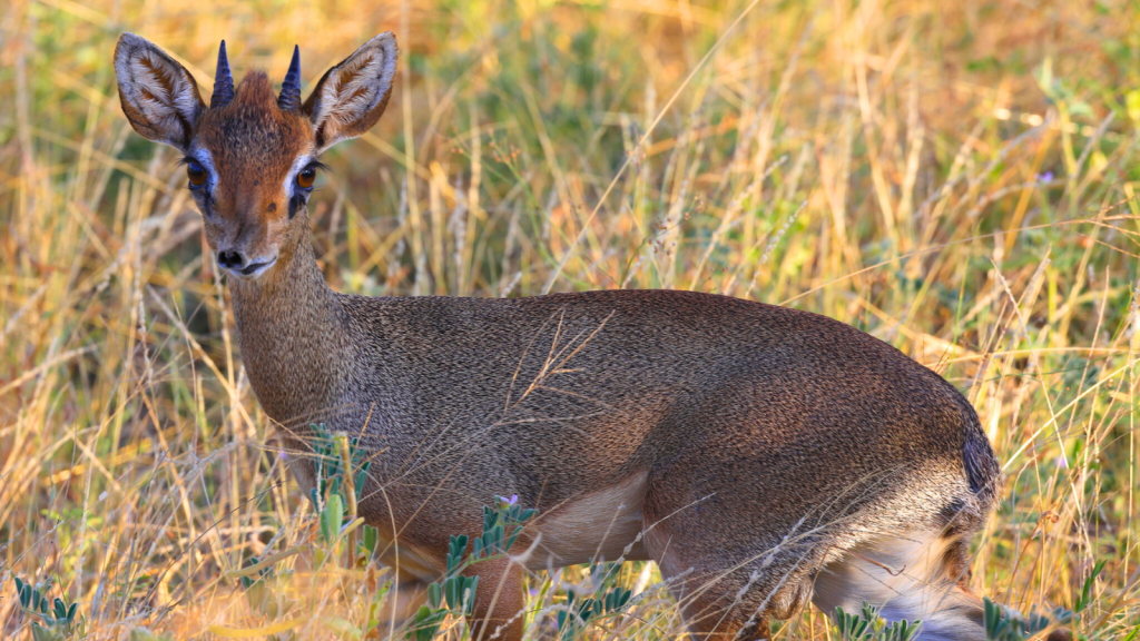 Dik-Dik