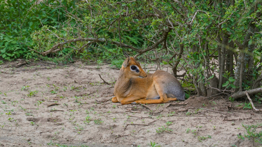 Dik-Dik 