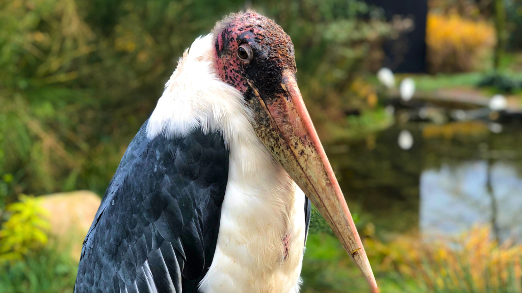 Marabou Stork 