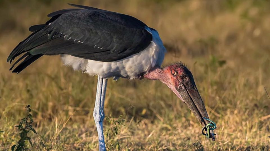 Marabou Stork 