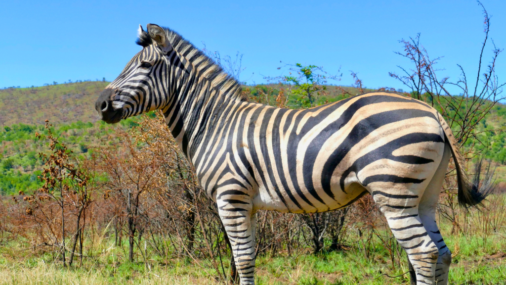 Plains Zebra