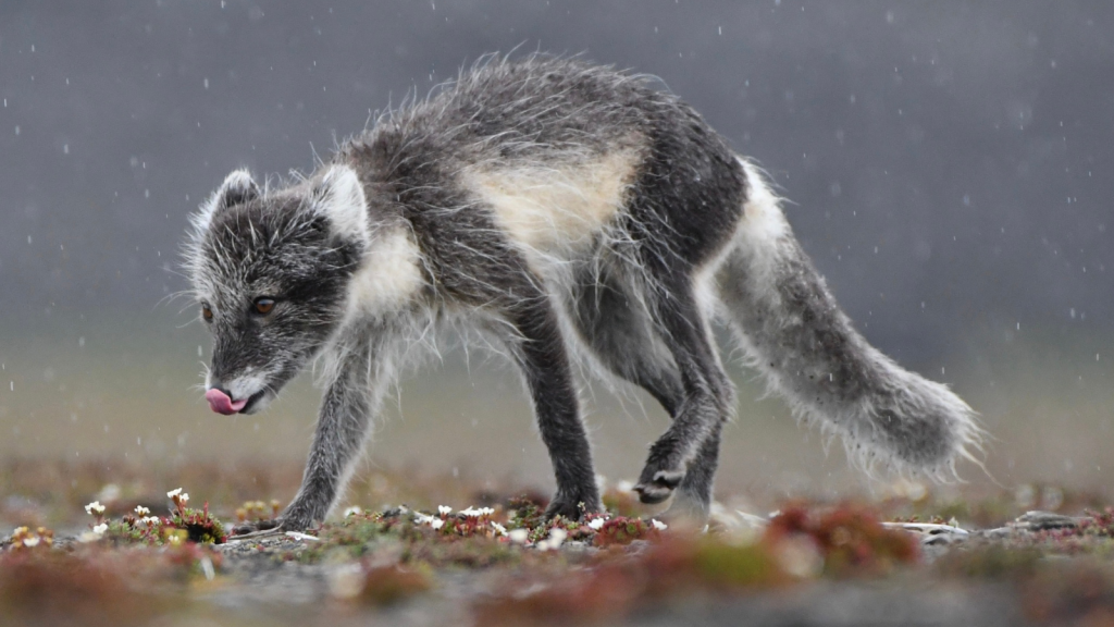 Arctic Fox