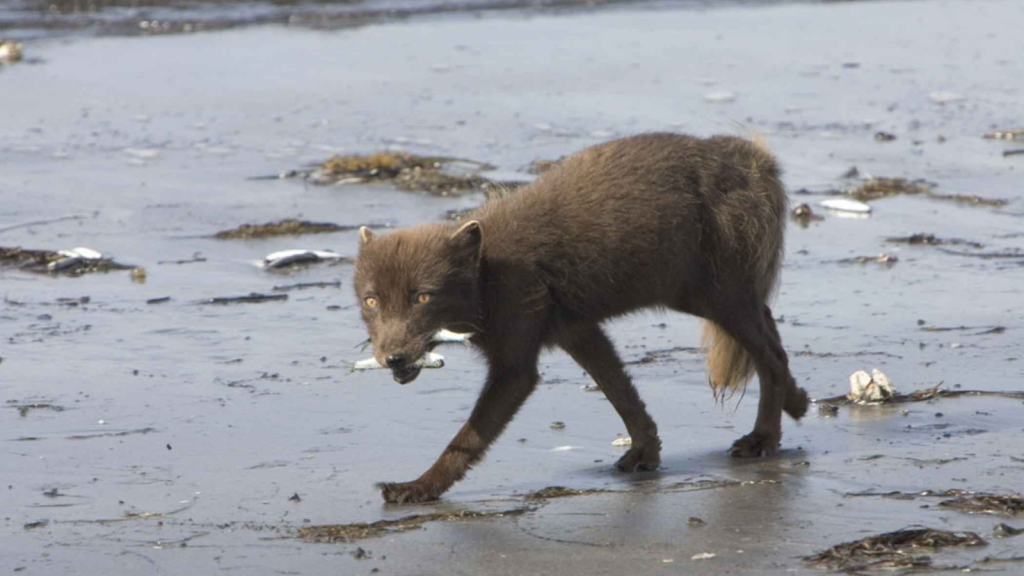 Arctic Fox 