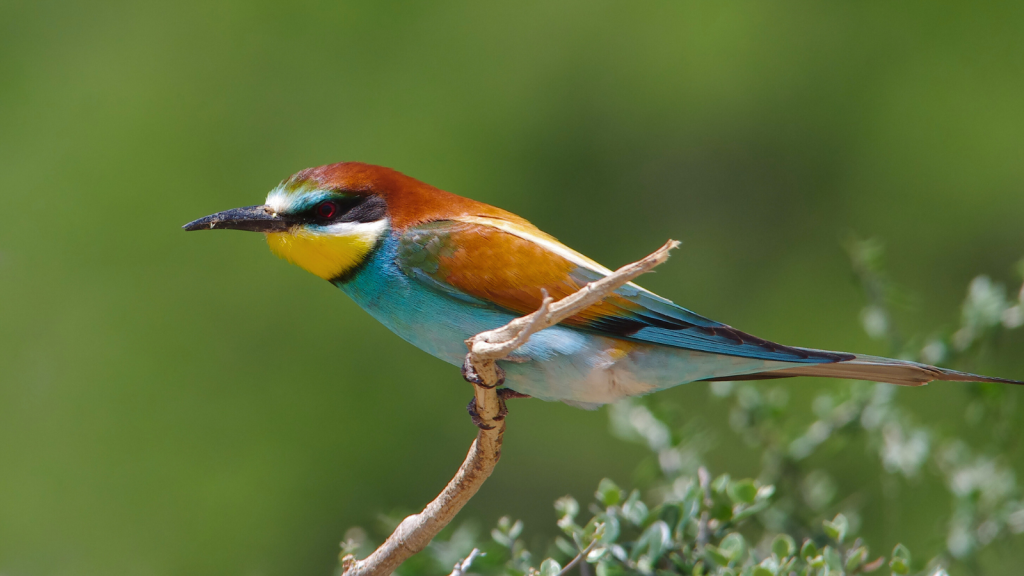 European Bee-Eater