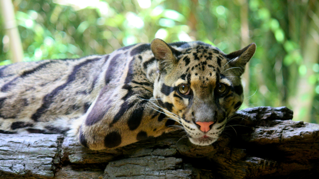 Clouded Leopard