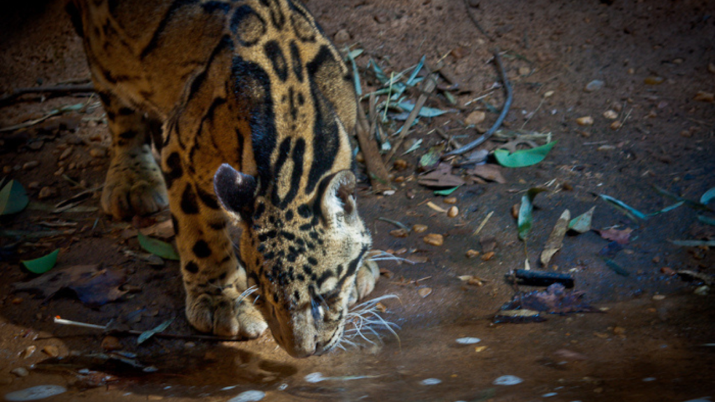 Clouded Leopard 