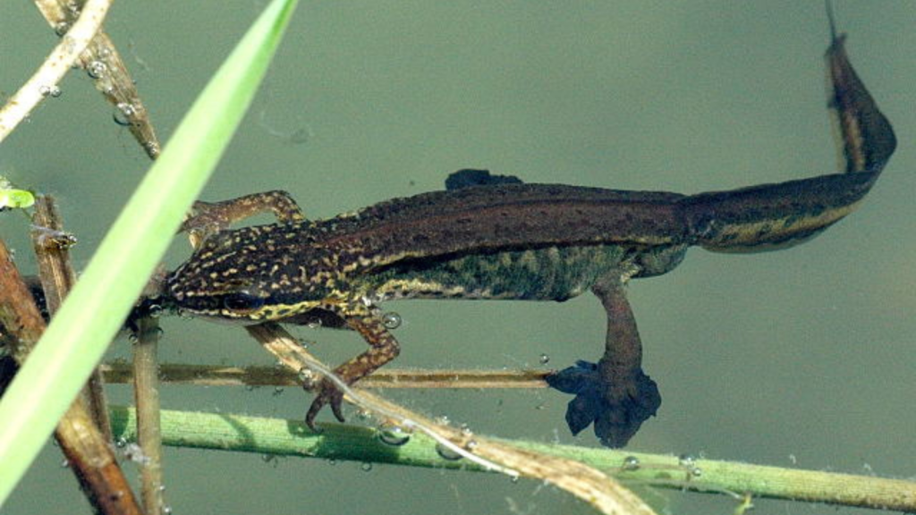 Palmate Newt 