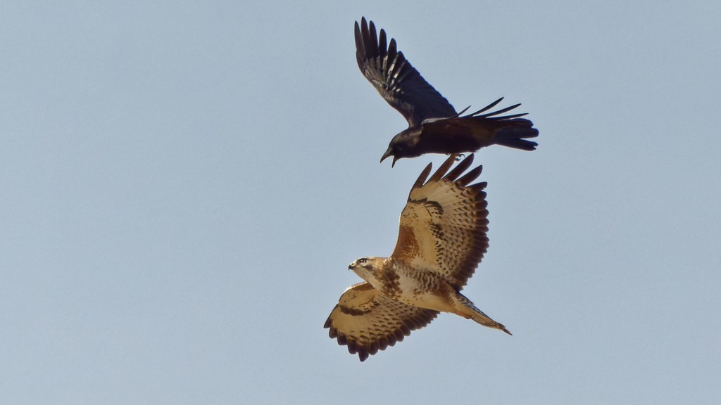 Common Buzzard 