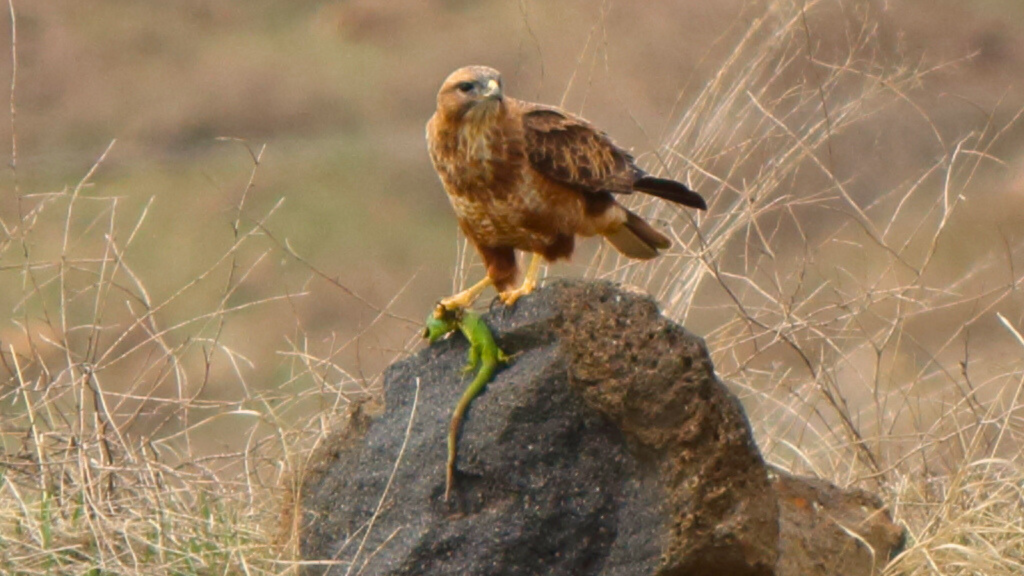 Common Buzzard