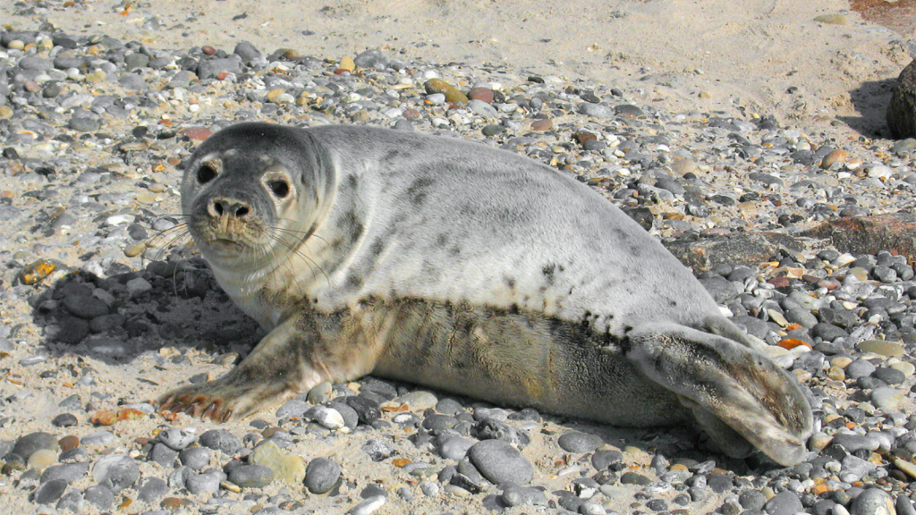 Grey Seal