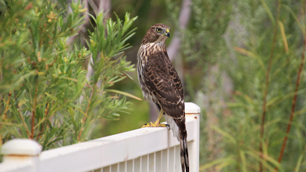 Cooper's Falcon