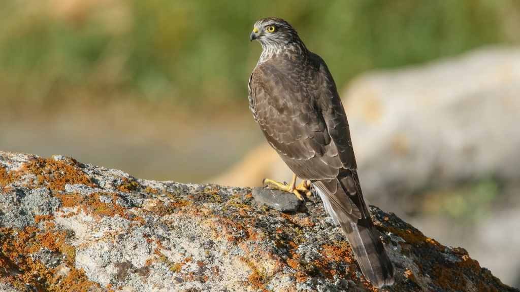 Eurasian Sparrowhawk