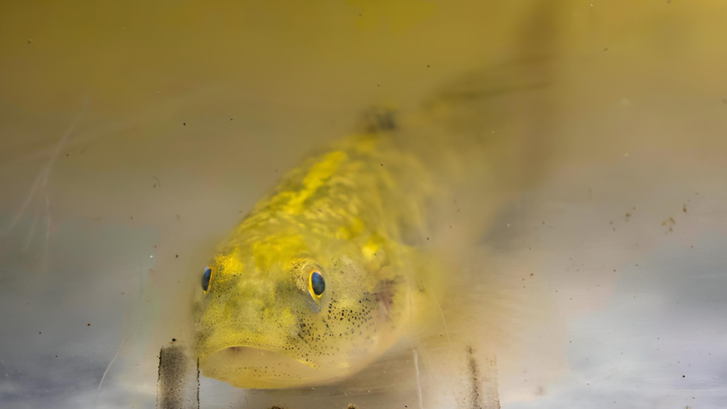 Longjaw Mudsucker