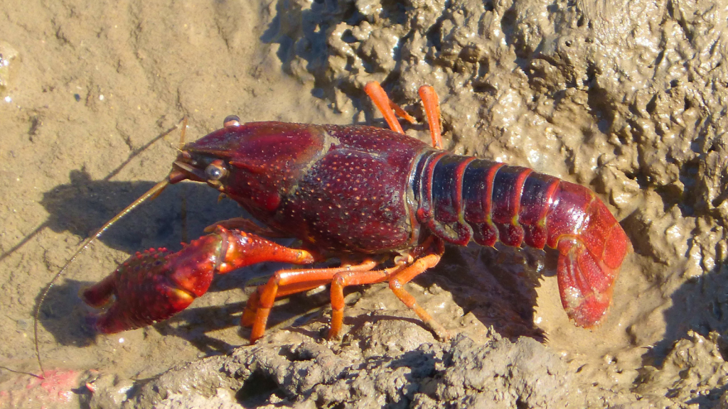 White-Clawed Crayfish