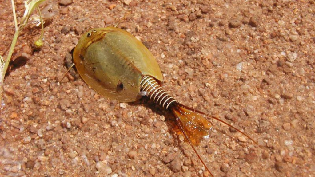 Tadpole Shrimp