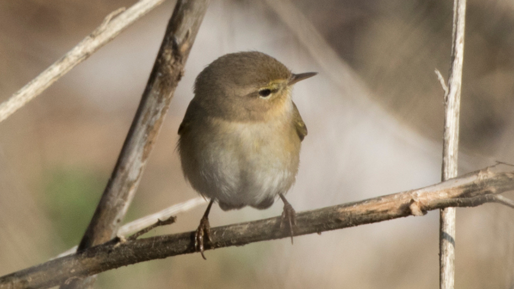 Willow Warbler | 12 Songbirds That Define Britain's Countryside Soundscape