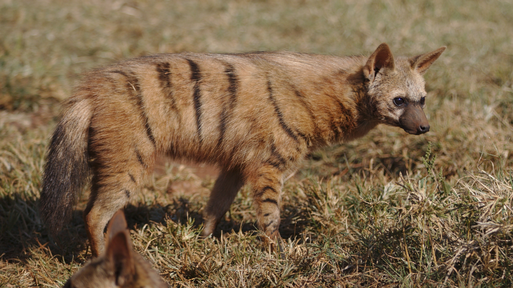 Aardwolf