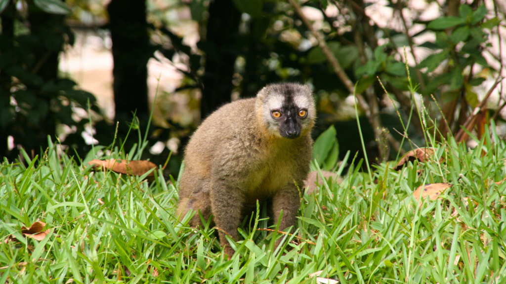 Red-Fronted Brown Lemur