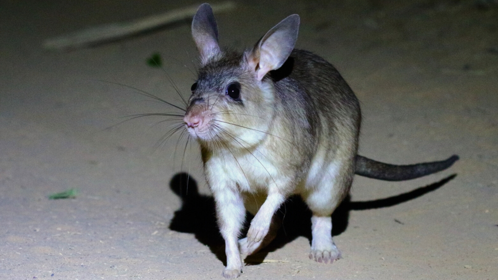 Giant Jumping Rat