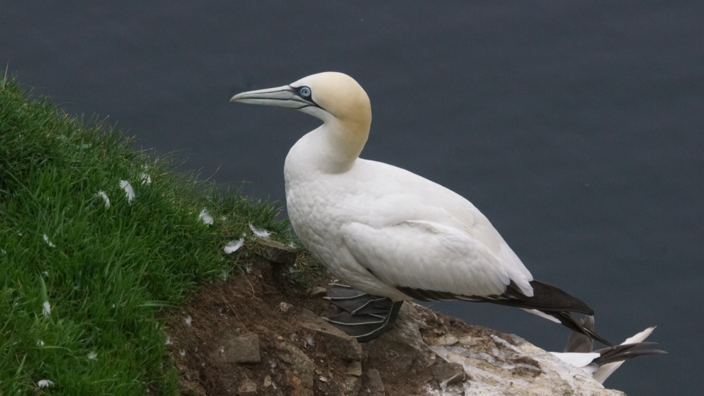 Northern Gannet