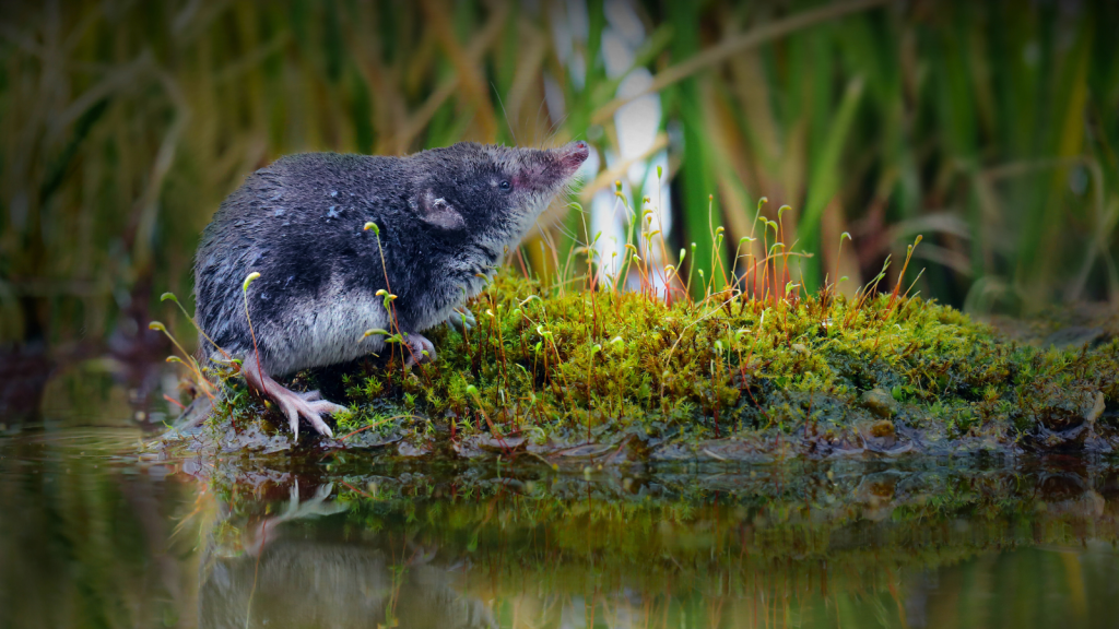 Water Shrew