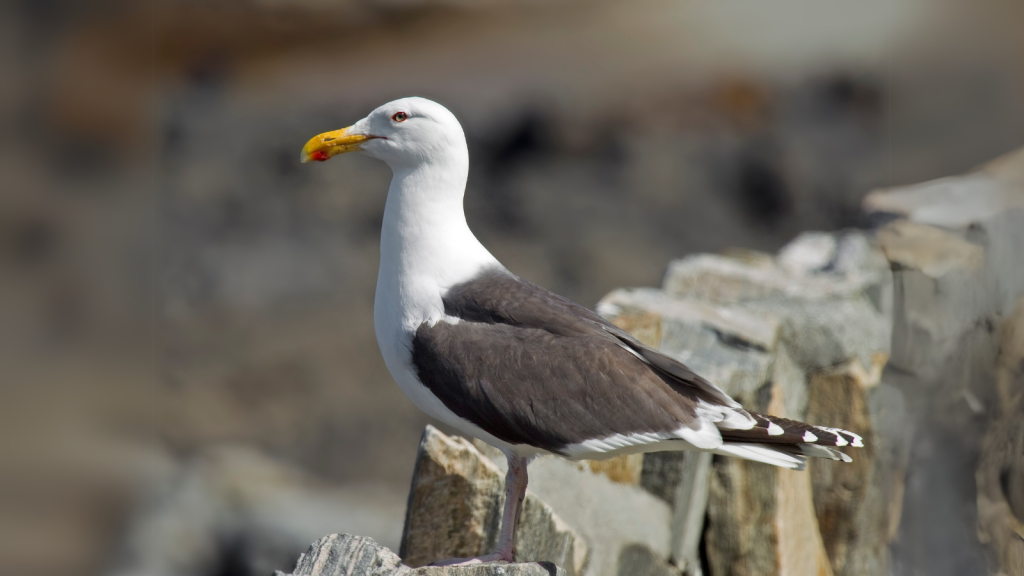 Great Black-backed Gull