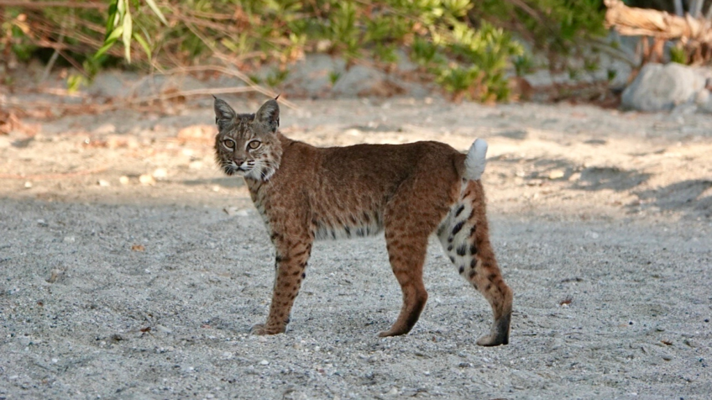 Bobcat