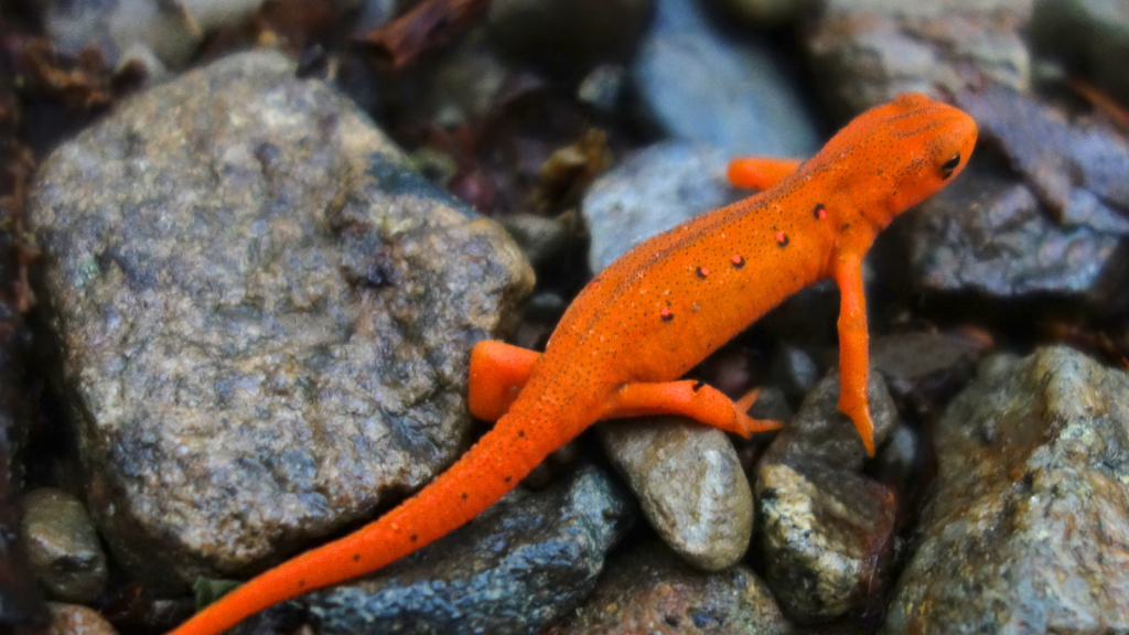 Eastern Red-Spotted Newt