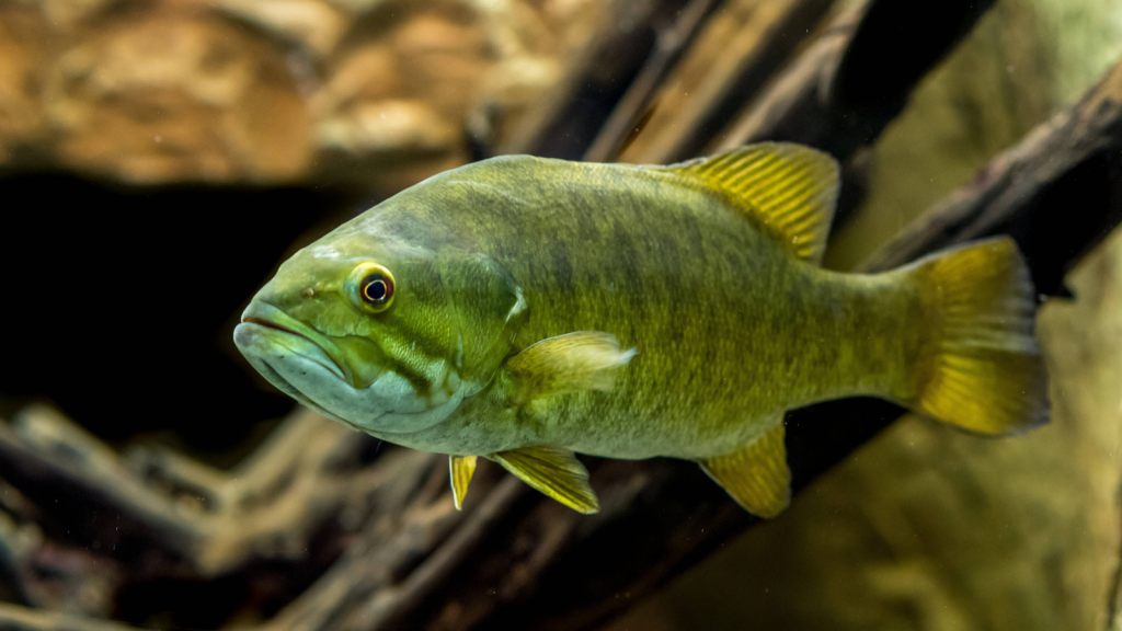 Smallmouth Bass | 15 Fascinating Creatures That Inhabit the Great Lakes