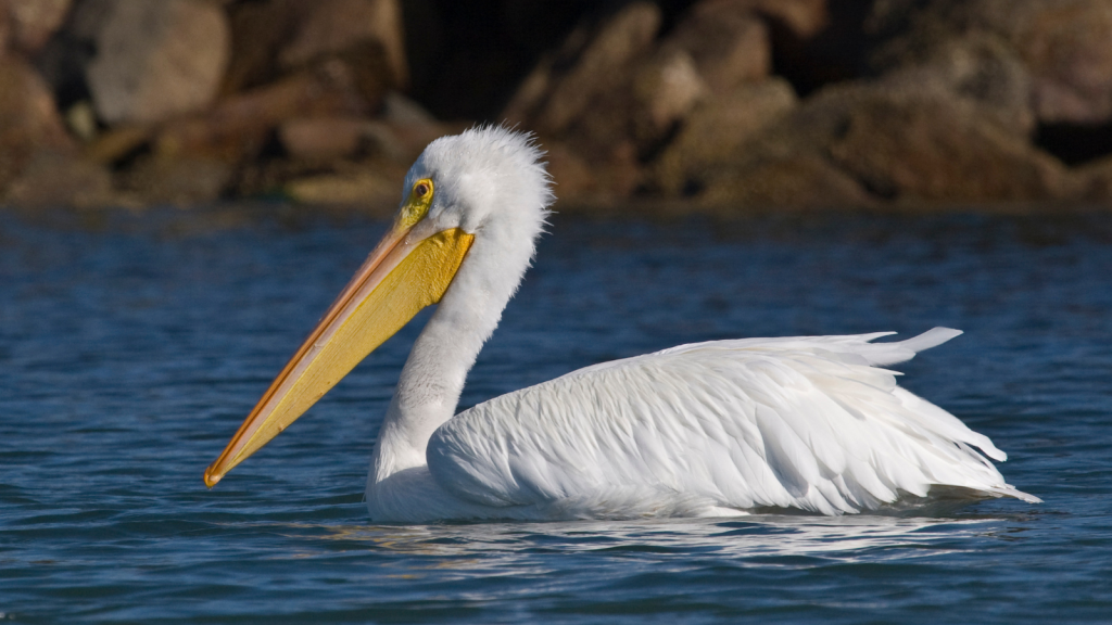 American White Pelican 