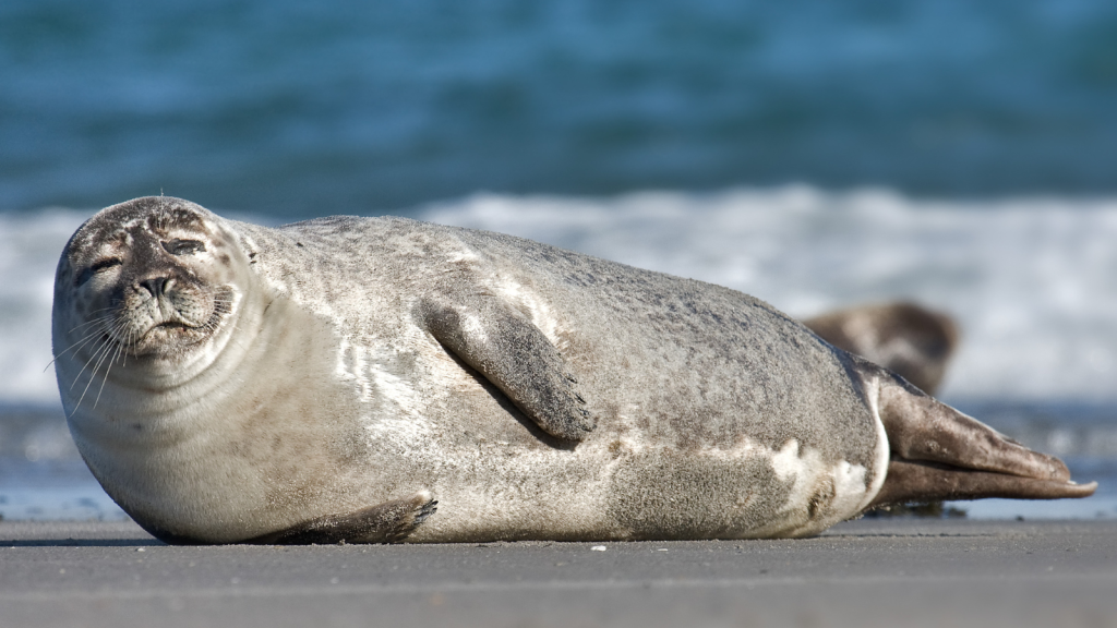 Pacific Harbour Seal