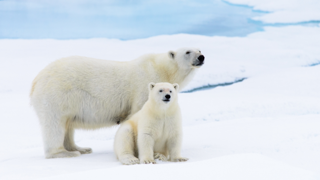 Polar Bears