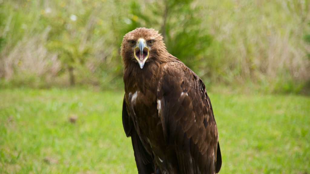 Golden Eagle