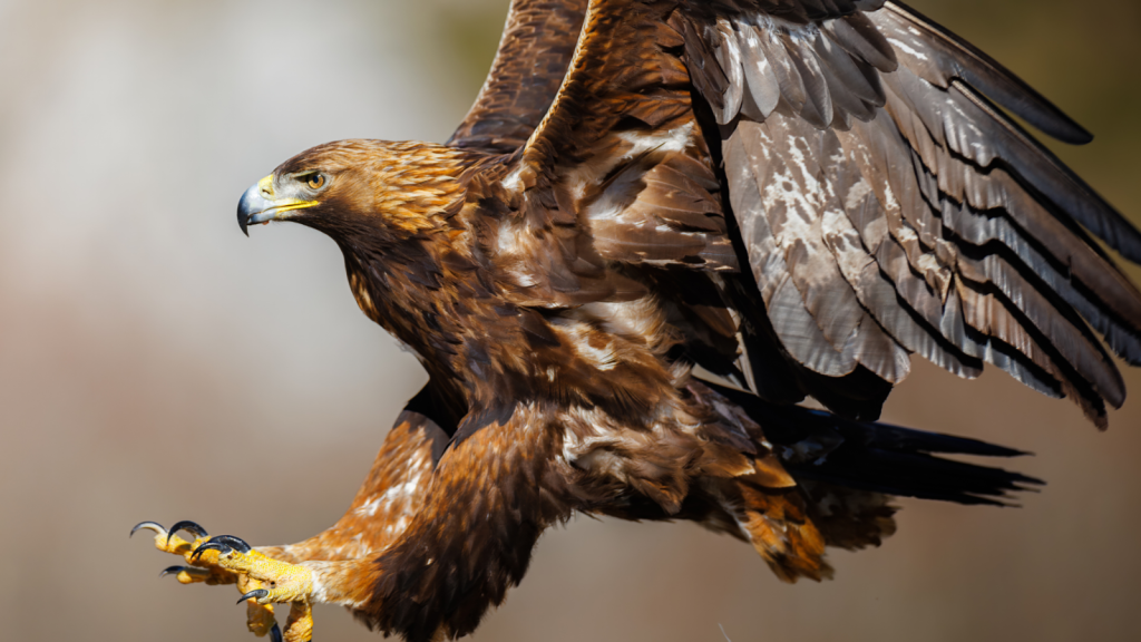 15 Insights Into the Life of the Golden Eagle, a Mountain Hunter