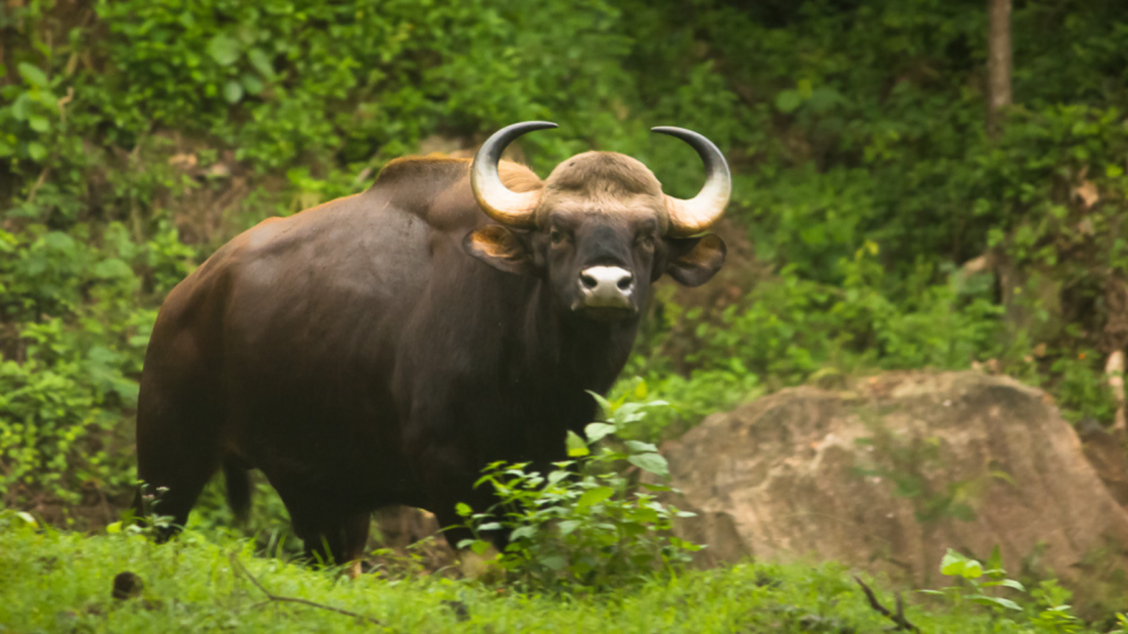 Indian Gaur