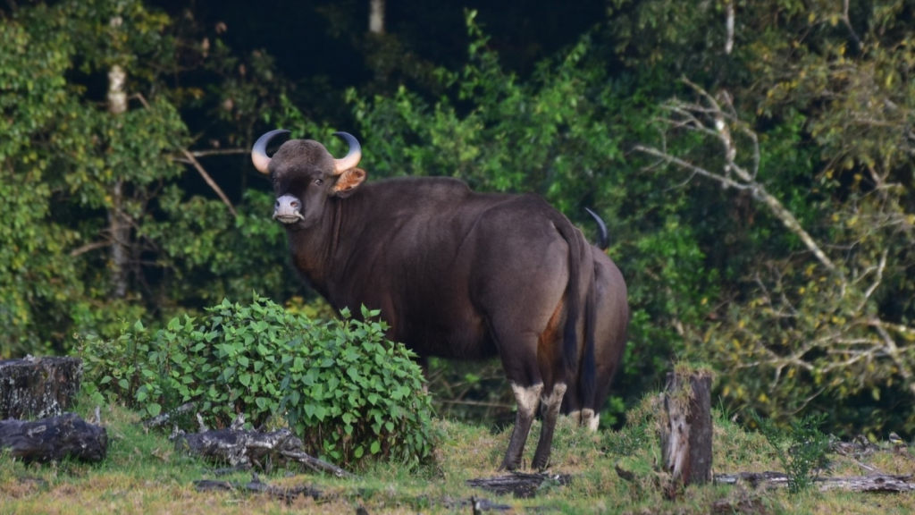 Indian Gaur