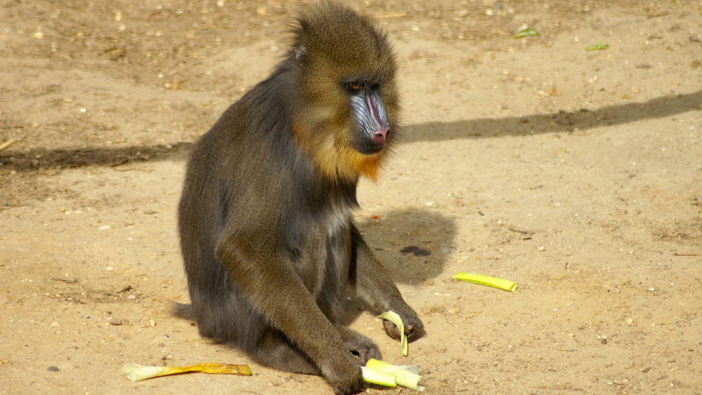 Mandrill 